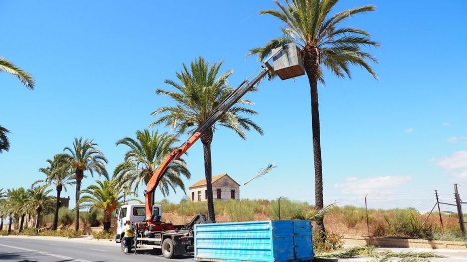 El Ayuntamiento de Palos de la Frontera comienza una nueva campaña de podas de árboles