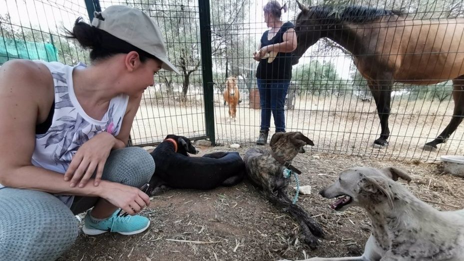 Rescatan a varios perros abandonados, deshidratados y 'comidos' por garrapatas en el entorno de Doñana