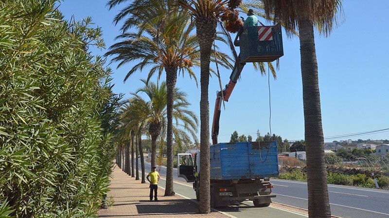 Comienza un nuevo plan de fumigación para los árboles de Palos de la Frontera
