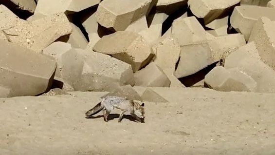 Un zorro elige como su hábitat la playa de Las Dunas de Mazagón