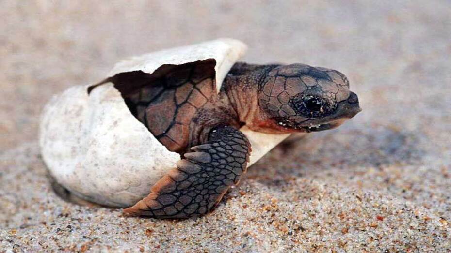 El 'baby boom' de la naturaleza andaluza
