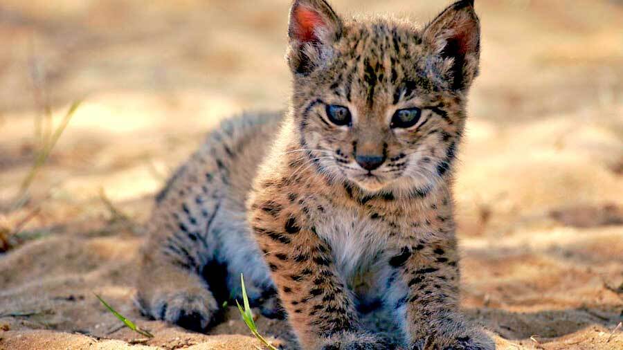 El 'baby boom' de la naturaleza andaluza