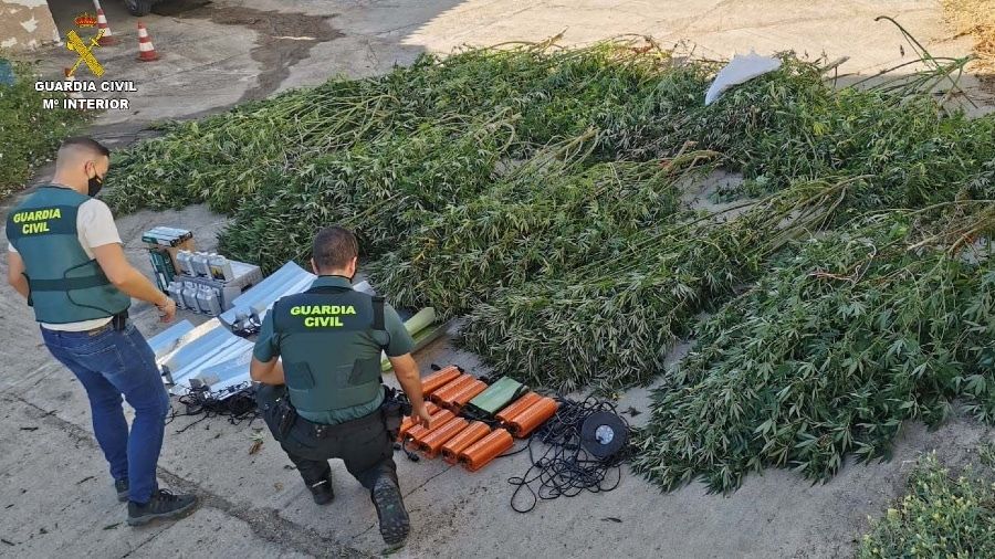 Cerca de 9.000 plantas de marihuana intervenidas y 27 detenidos en cinco localidades de Huelva