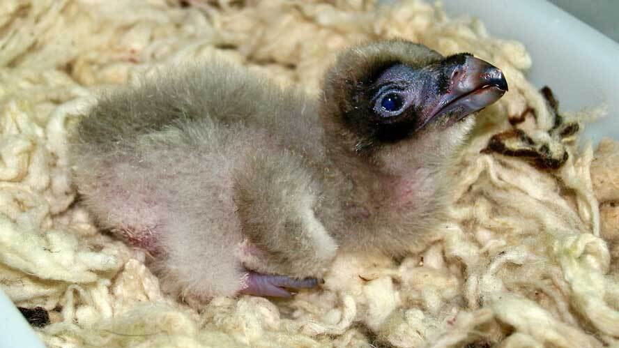 El 'baby boom' de la naturaleza andaluza
