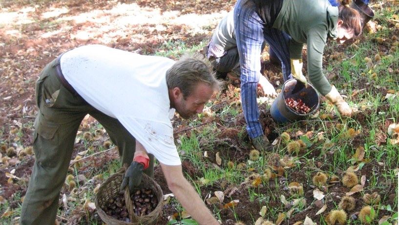En marcha una campaña de concienciación para frenar los robos de castañas en la Sierra