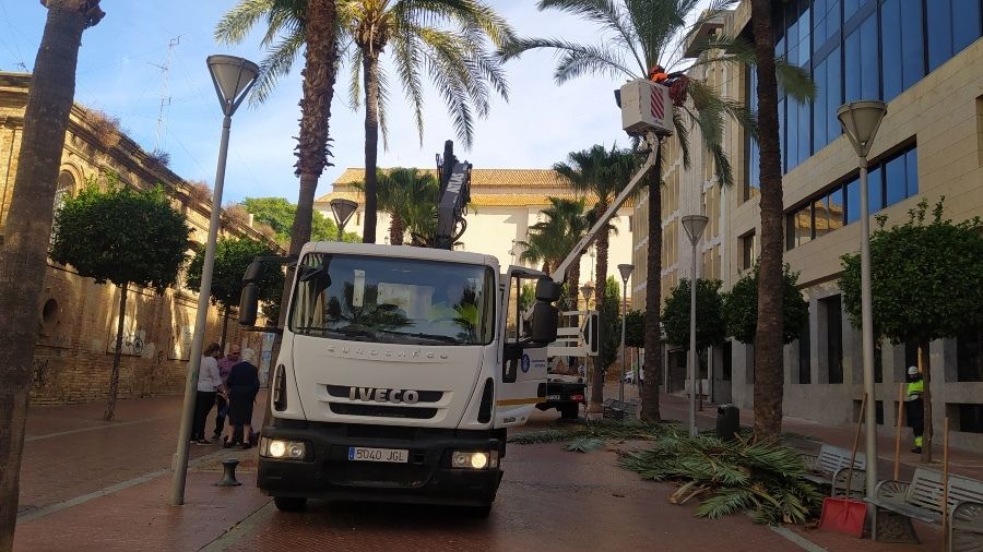 El Ayuntamiento de Huelva desarrolla una campaña de poda sobre más de 12.000 árboles