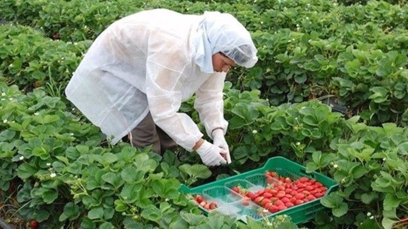 Comienza en Ecuador la selección de trabajadores para la campaña de frutos rojos