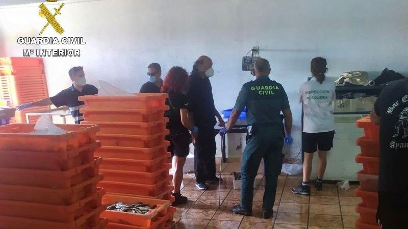 Decomisan 914 kilos de pescado inmaduro en un almacén de Ayamonte