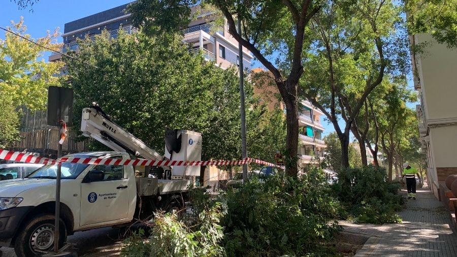 El Ayuntamiento de Huelva desarrolla una campaña de poda sobre más de 12.000 árboles