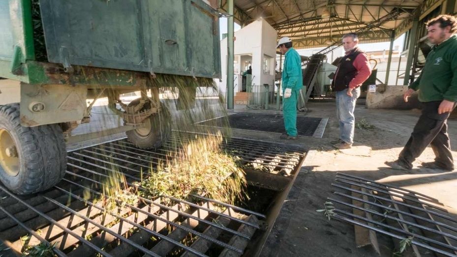 Huelva escapa a las previsiones catastrofistas para la campaña del aceite en Andalucía