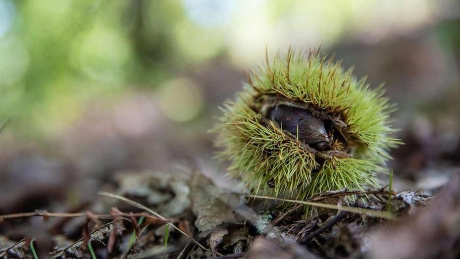 El sector de la castaña teme que la sequía reduzca la cosecha a la mitad