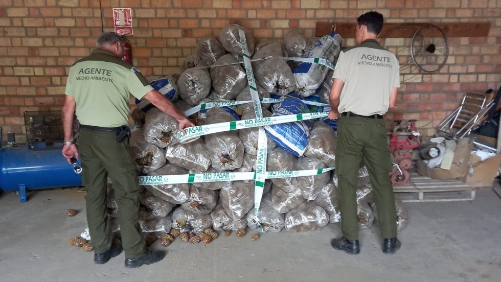 Interceptan en Cartaya más de 600 kilos de piña inmadura recogida de forma ilegal
