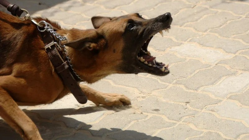Tendrá que abonar 80.000 euros de multa y pasar un año y medio en prisión después de que su perro le causara varias lesiones a una persona allegada