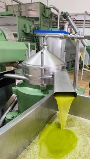 Huelva escapa a las previsiones catastrofistas para la campaña del aceite en Andalucía