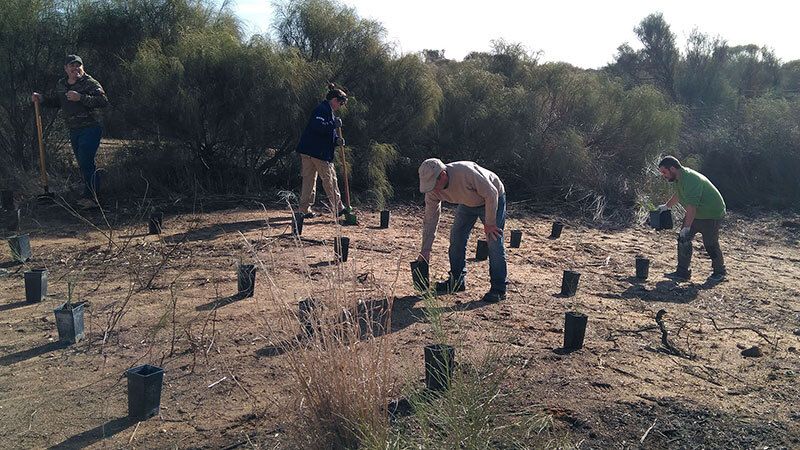 La Mancomunidad de Islantilla se implica en la regeneración de su sistema dunar
