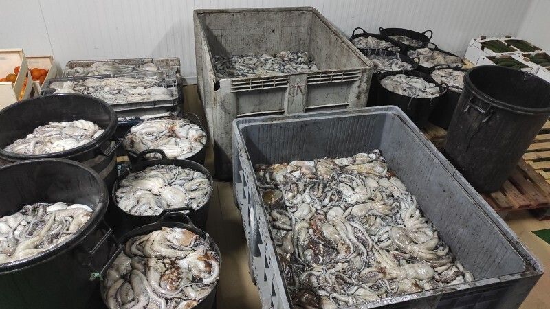 Incautan más de una tonelada de pulpo fresco indocumentado en una operación en Isla Cristina