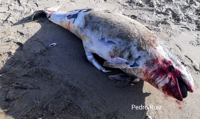 Aparece una marsopa muerta en la playa de Isla Canela