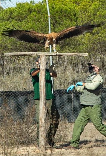 Doñana, territorio clave para la recuperación del águila imperial ibérica