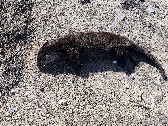 Muere atropellada una nutria en la carretera de Huelva a Mazagón