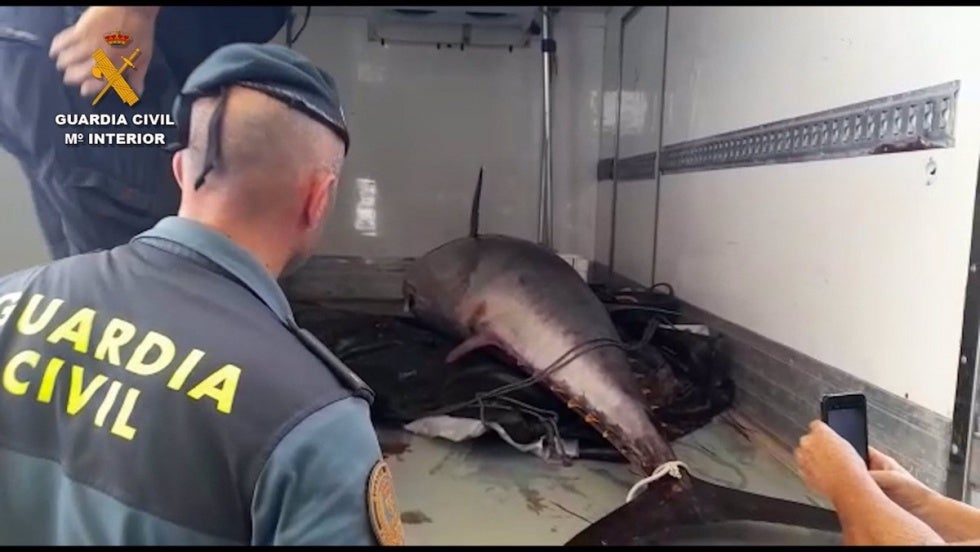 La Guardia Civil investiga a 14 personas por presunta pesca ilegal de atún rojo