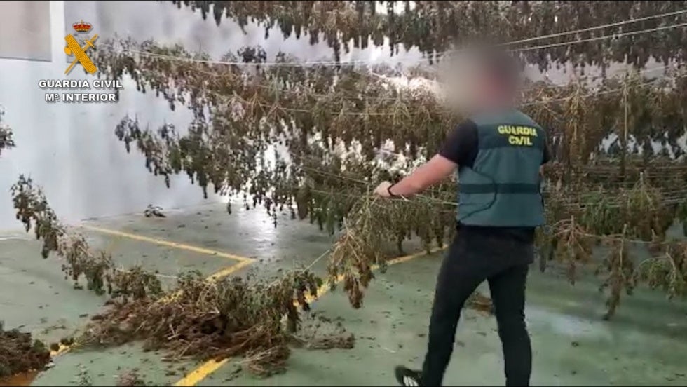 Descubren un macrocultivo de marihuana con 8.000 plantas y secadero propio para su venta en Suiza