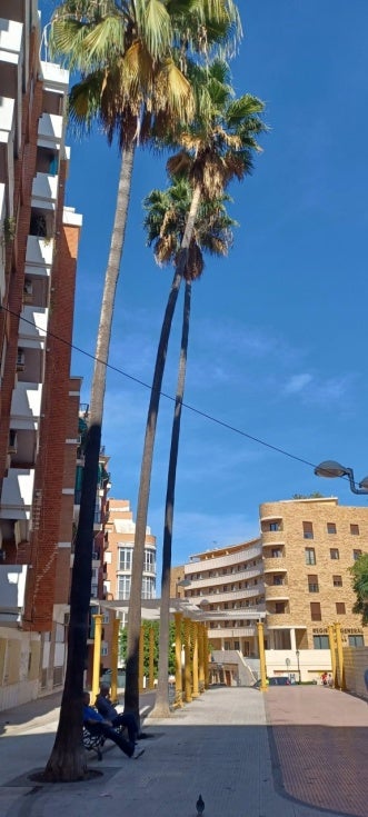 Retiran tres palmeras washingtonianas de 'la piterilla' de la capital debido a su 'probabilidad de vuelco'