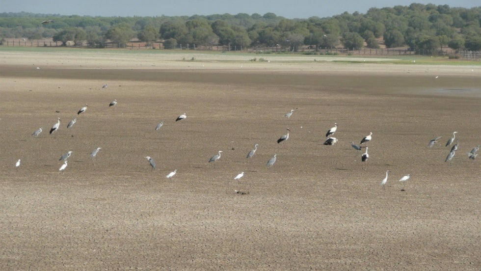 Proponen a la Junta que suspenda la caza de aves acuáticas en Doñana