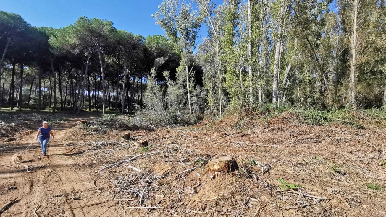 Denuncian que la demanda de pellets está esquilmando la masa forestal de Doñana