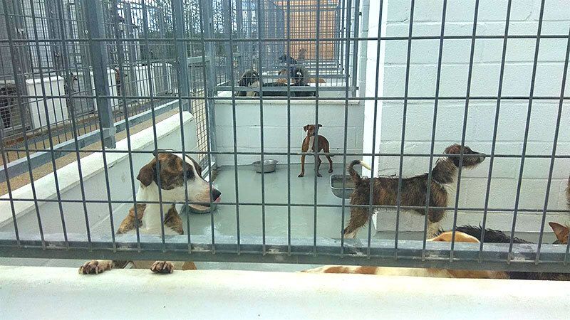 La Diputación muestra en una web los animales que ha recogido y ofrece en adopción