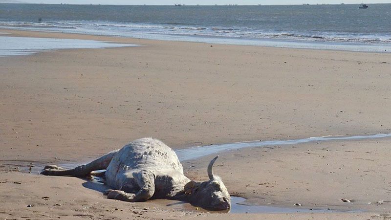 Aparece el cadáver de una vaca portuguesa en la playa de Las Dunas de Magazón