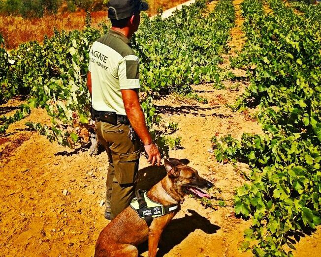 Trasladan a la Fiscalía un caso de uso de veneno ilegal en una finca del Andévalo