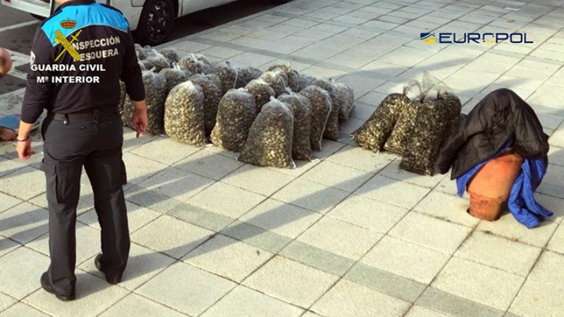 Desmantelan una red internacional que introducía en España almeja japónica contaminada con destino Huelva y Cantabria