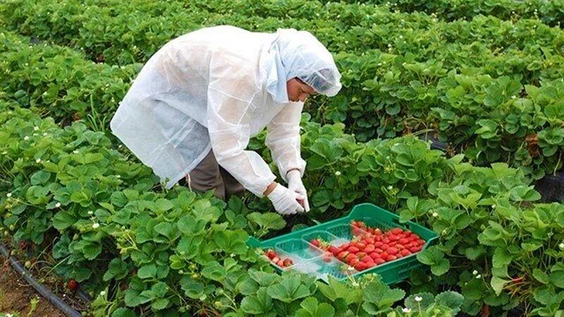 Mínimo incremento de superficie plantada de frutos rojos
