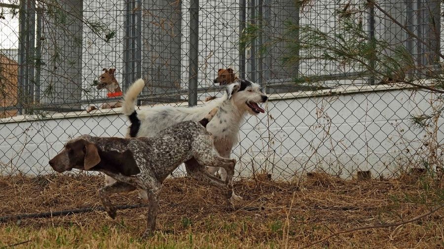 La Diputación promueve una campaña para concienciar contra el abandono animal y adoptar mascotas en vez de comprarlas