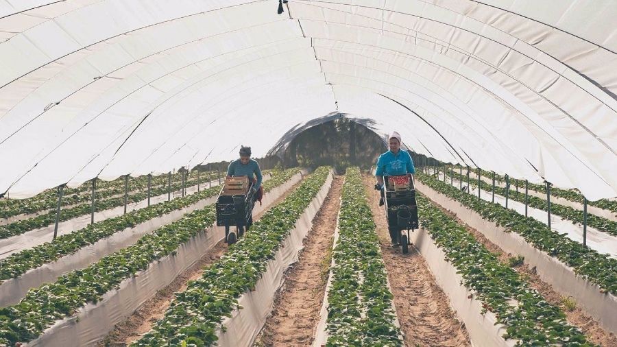 Llega a partir de este miércoles la primera tanda de 4.100 trabajadoras marroquíes para la campaña agrícola