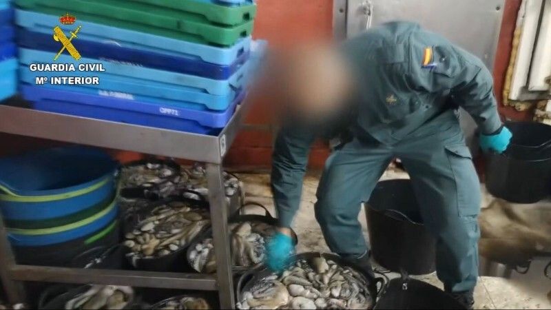 Intervienen 882 kilos de pulpo sin documentar en una nave clandestina de Isla Cristina y 671 en una tienda de Huelva