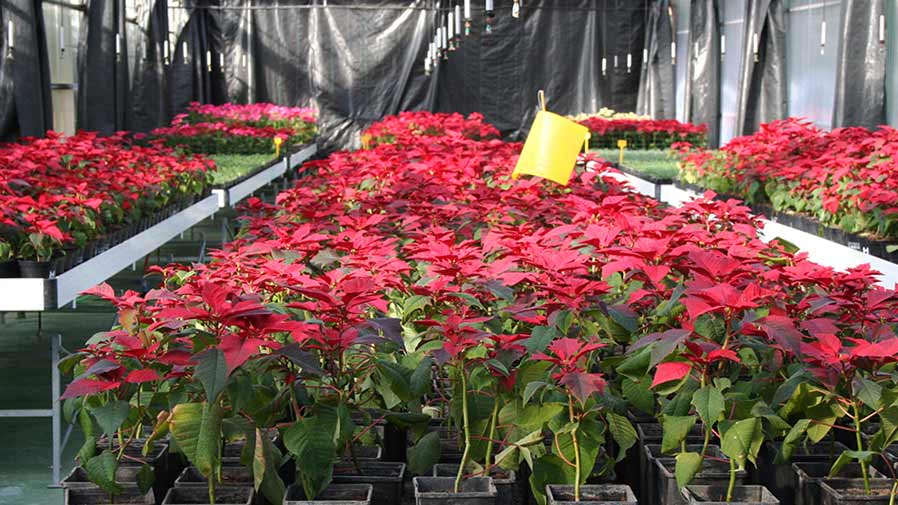La Diputación destinará 12.500 flores de pascua para engalanar los municipios más pequeños de la provincia