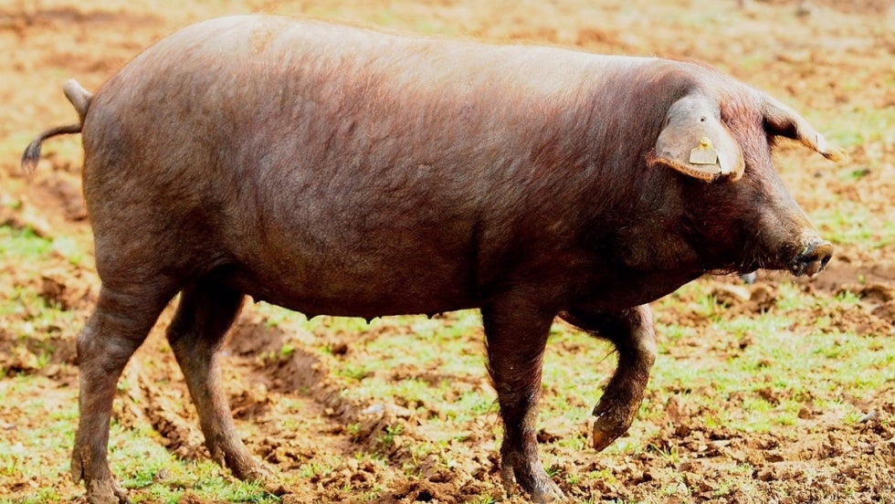 Asaja lamenta que las explotaciones familiares del porcino 'se queden fuera' de las nuevas ayudas de la Junta