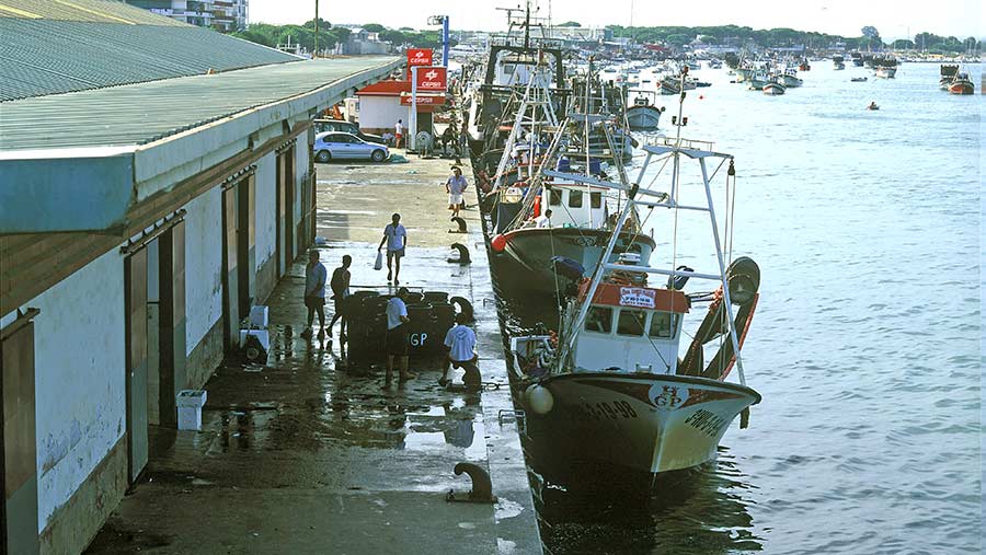 Indignación entre los pescadores tras mantener la UE la talla de 22 milímetros de la chirla italiana