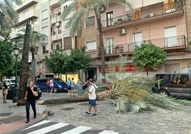 La caída de dos palmeras obliga al Ayuntamiento a evaluar el estado del resto de ejemplares y a adelantar su plan de poda