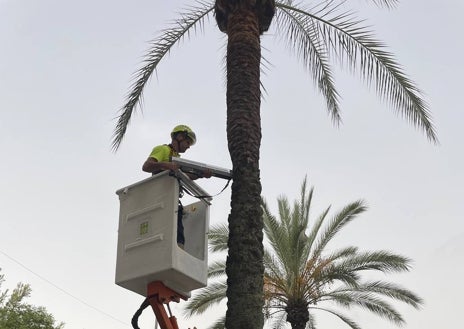 Imagen secundaria 1 - Así se le hace en Huelva la &#039;ITV&#039; a las palmeras en riesgo de caída