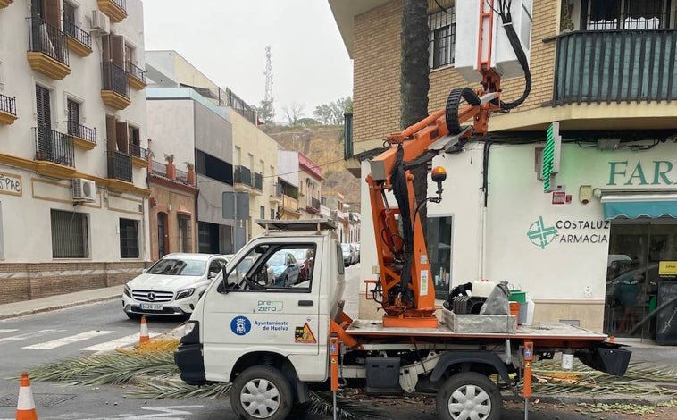 Imagen principal - Así se le hace en Huelva la &#039;ITV&#039; a las palmeras en riesgo de caída
