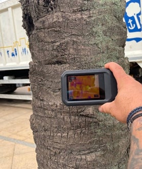 Imagen secundaria 2 - Así se le hace en Huelva la &#039;ITV&#039; a las palmeras en riesgo de caída