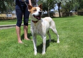 Nueva Ley de Bienestar Animal en Huelva: dónde y cómo hacer los cursillos para tener perro y mascotas
