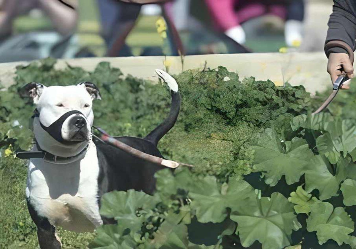 Un perro considerado potencialmente peligroso pasea por un parque