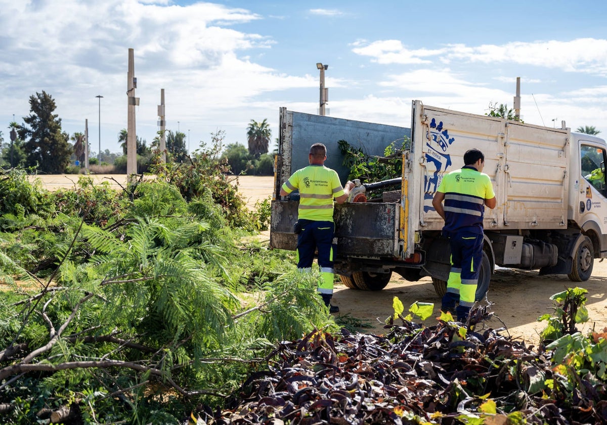 Los árboles se van a apilar en el Recinto Colombino