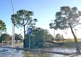 El Puerto de Huelva cifra en casi 500 los pinos afectados por el temporal en el Paseo de la Ría