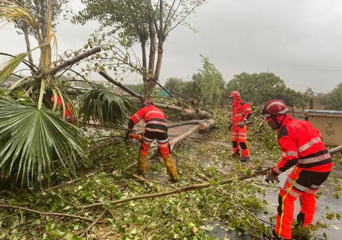 Los bomberos del Consorcio Provincial trabajan en la retirada de árboles caídos