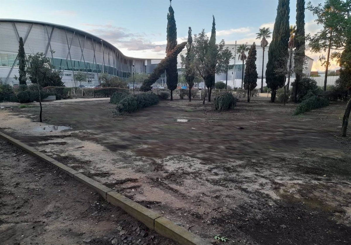 Árboles caídos por el temporal de la borrasca Bernard en Huelva