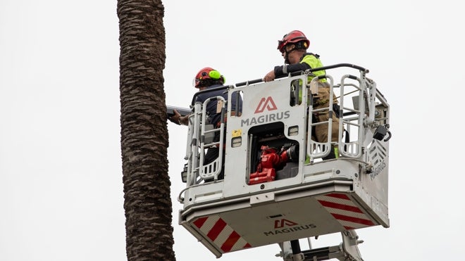 La palmera ha resistido bien los efectos del temporal